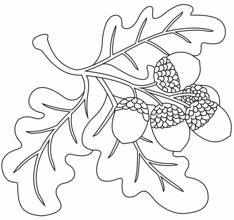 Acorns On Oak Branch Coloring Page